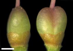 Veronica cupressoides. Capsules. Scale = 1 mm.
 Image: W.M. Malcolm © Te Papa CC-BY-NC 3.0 NZ